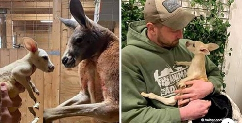 Seltenes weißes Känguru in einem Zoo geboren: Mitarbeiter erstaunt